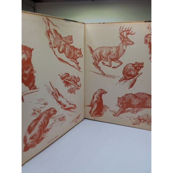 1934 Homes and Habits of Wild Animals Walter Weber Illustrations Children's Book - Picture 4 of 16